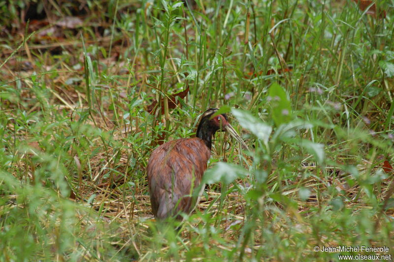 Madagascar Ibis