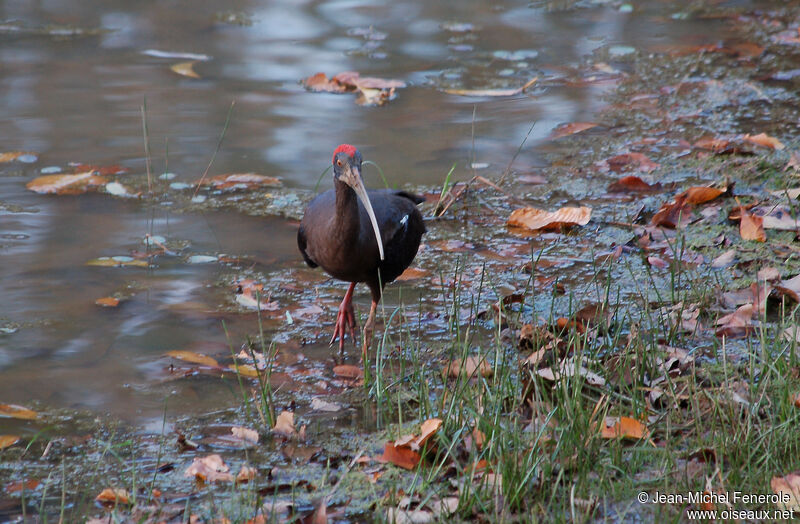 Ibis noir