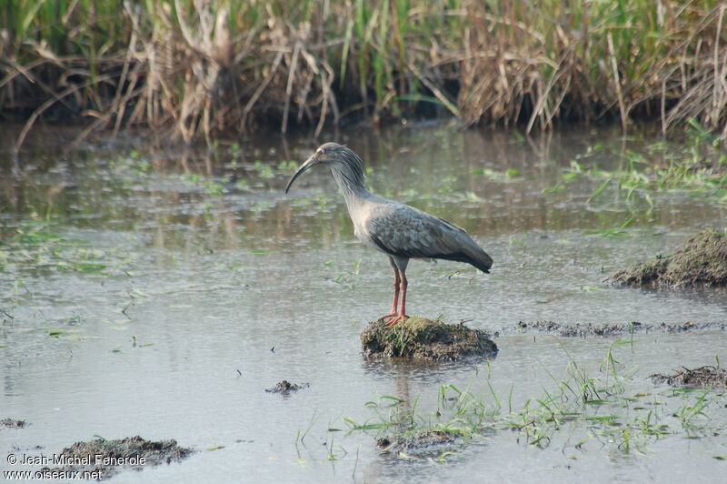 Ibis plombéadulte