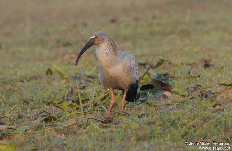 Ibis plombé