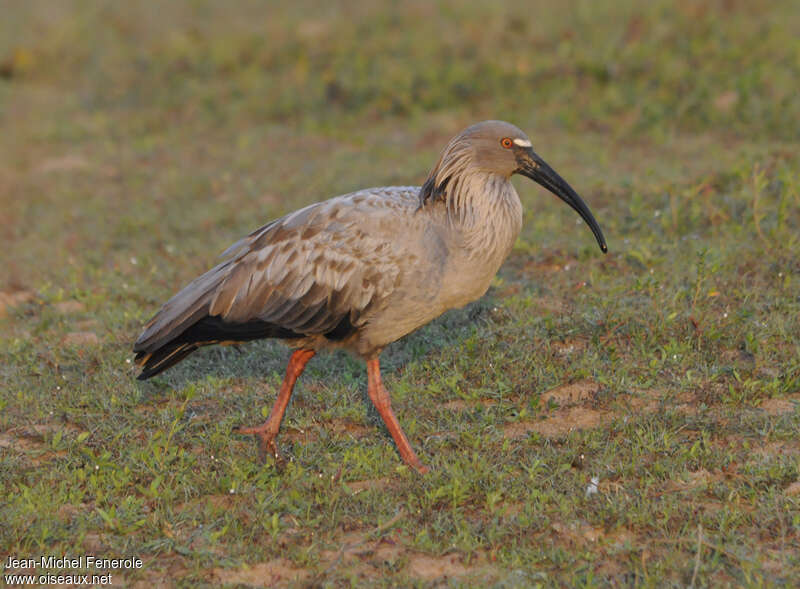 Ibis plombéadulte