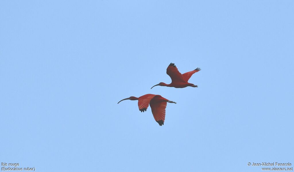 Scarlet Ibis