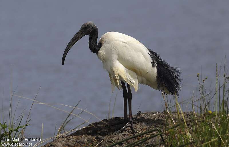 African Sacred Ibis