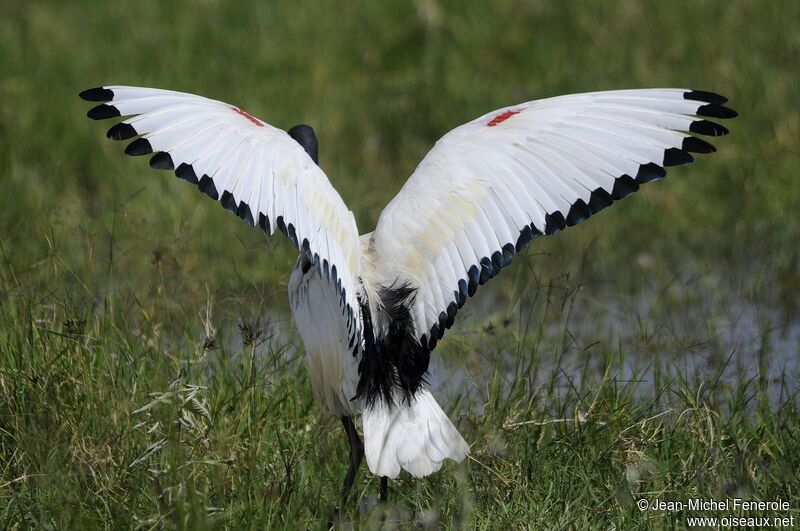 African Sacred Ibis