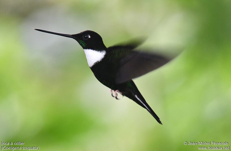 Collared Inca