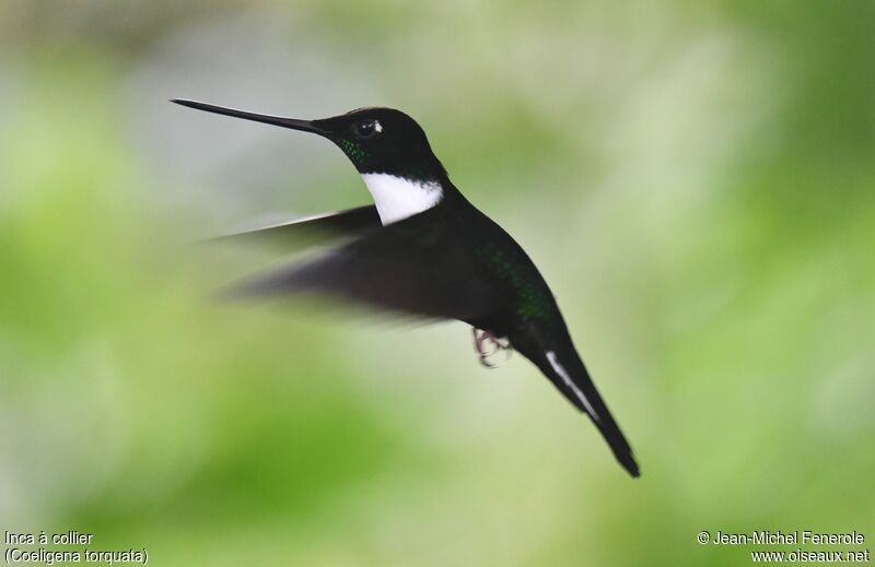 Collared Inca