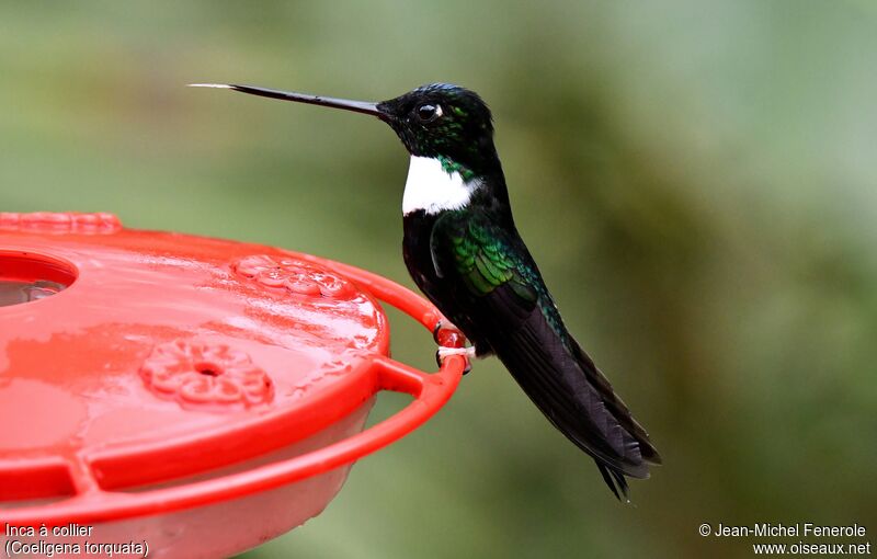 Collared Inca