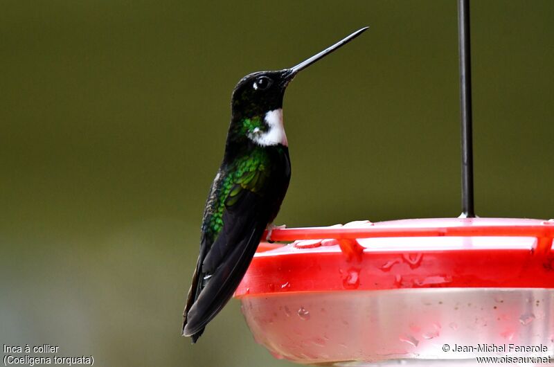 Collared Inca