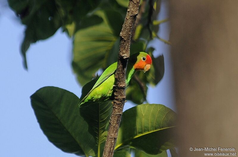 Red-headed Lovebird