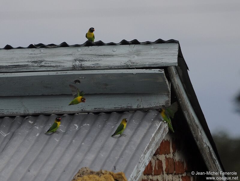 Yellow-collared Lovebird