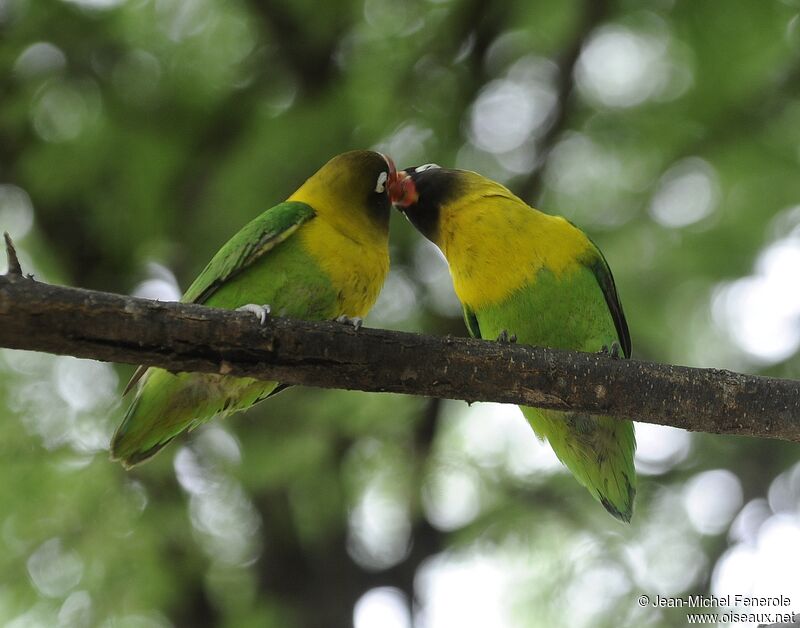 Yellow-collared Lovebird