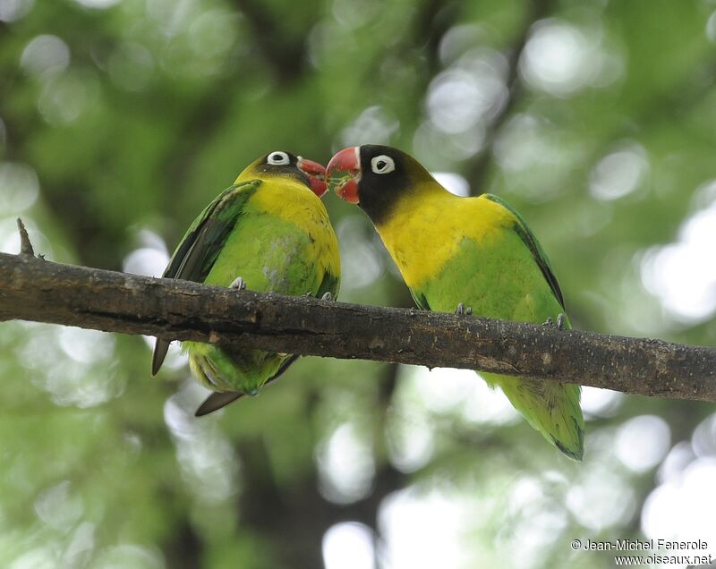 Yellow-collared Lovebird