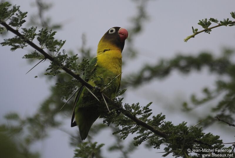 Yellow-collared Lovebird