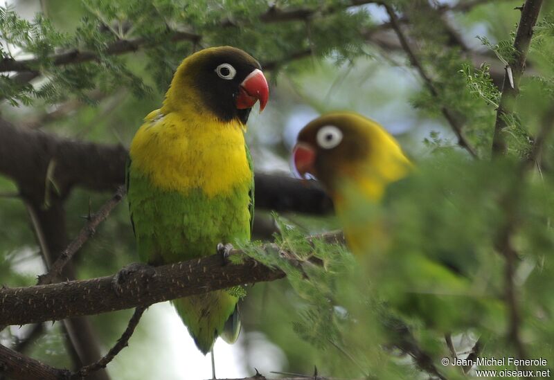 Yellow-collared Lovebird