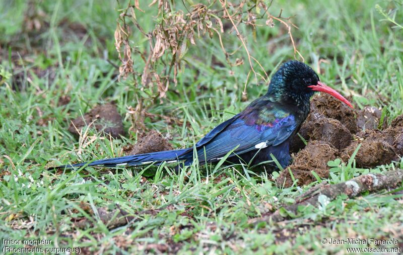 Green Wood Hoopoe