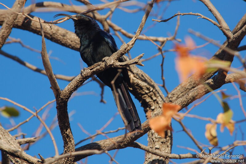 Common Scimitarbill, identification