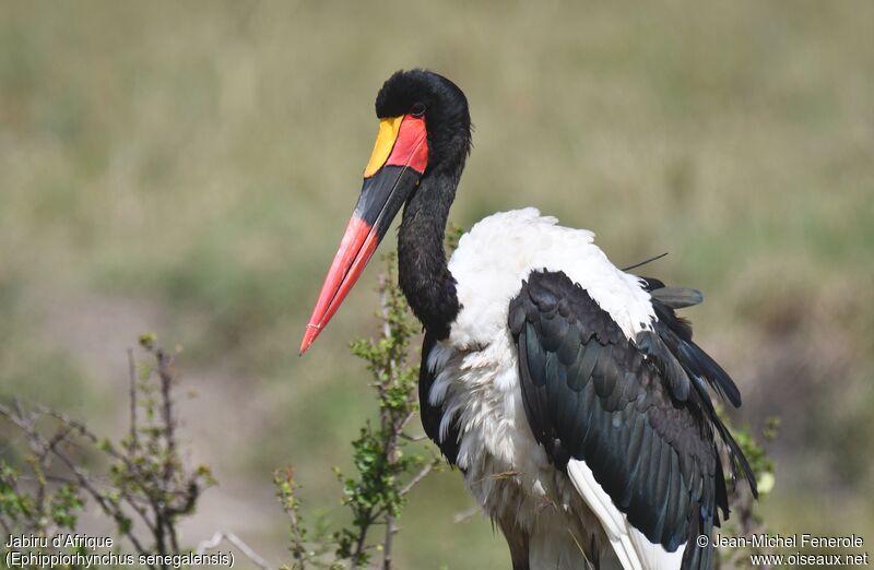 Jabiru d'Afrique