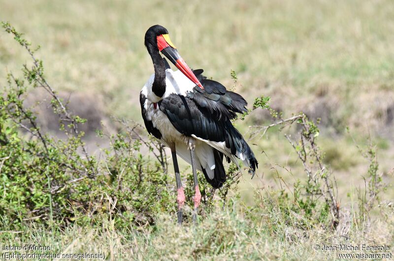 Jabiru d'Afrique