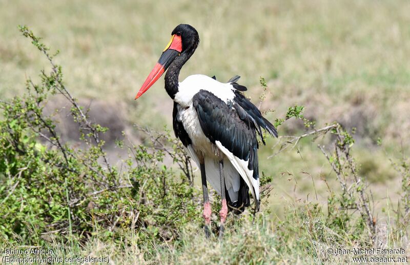 Saddle-billed Stork