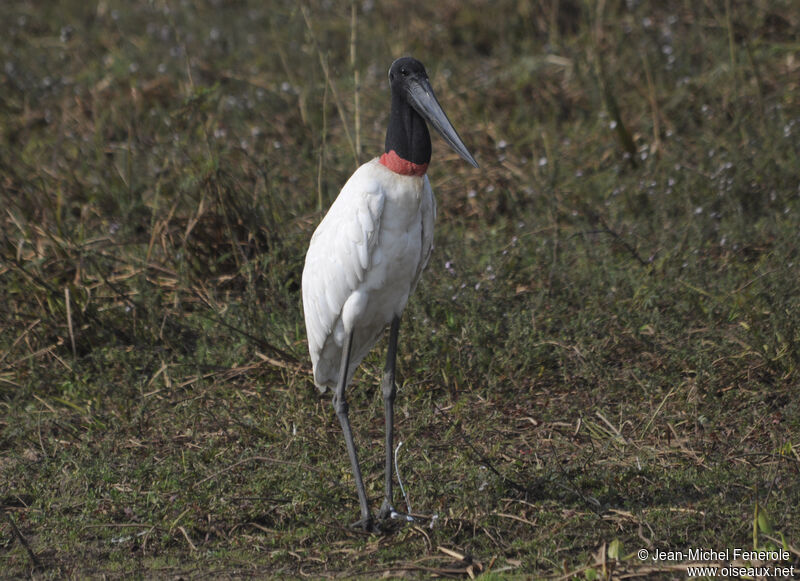 Jabiru d'Amérique