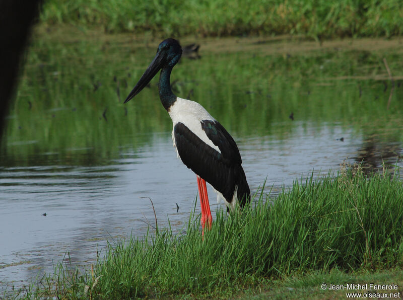 Jabiru d'Asie mâle adulte