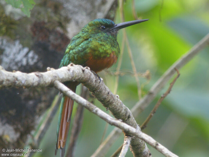 Jacamar à couronne bleue mâle adulte