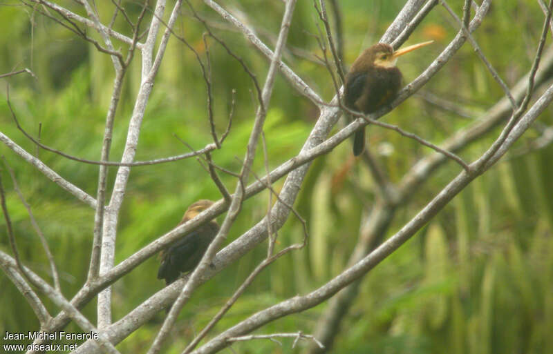 Jacamar à gorge blancheadulte