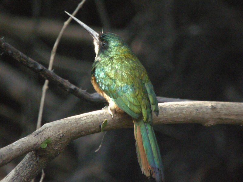 Rufous-tailed Jacamar