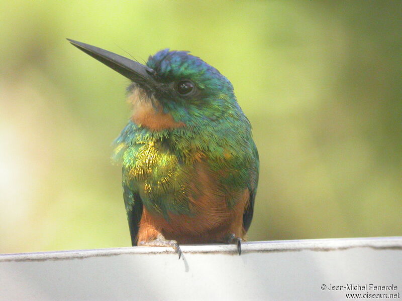 Green-tailed Jacamar