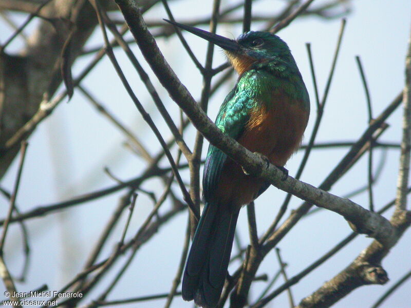 Green-tailed Jacamar