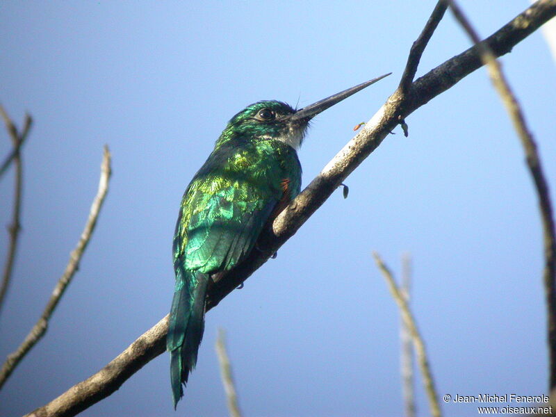 Green-tailed Jacamar