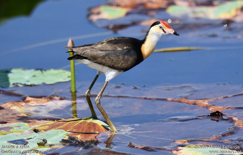 Comb-crested Jacana