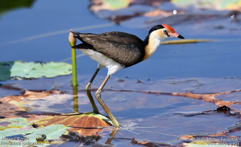 Jacana à crête