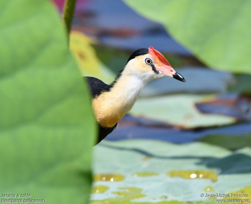 Jacana à crête