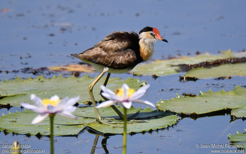 Jacana à crête