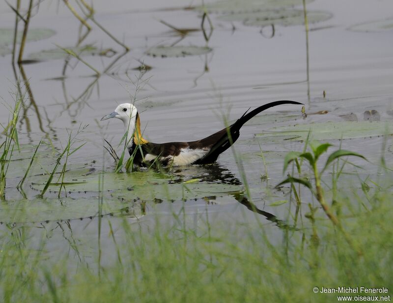 Jacana à longue queue