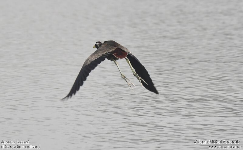 Bronze-winged Jacana