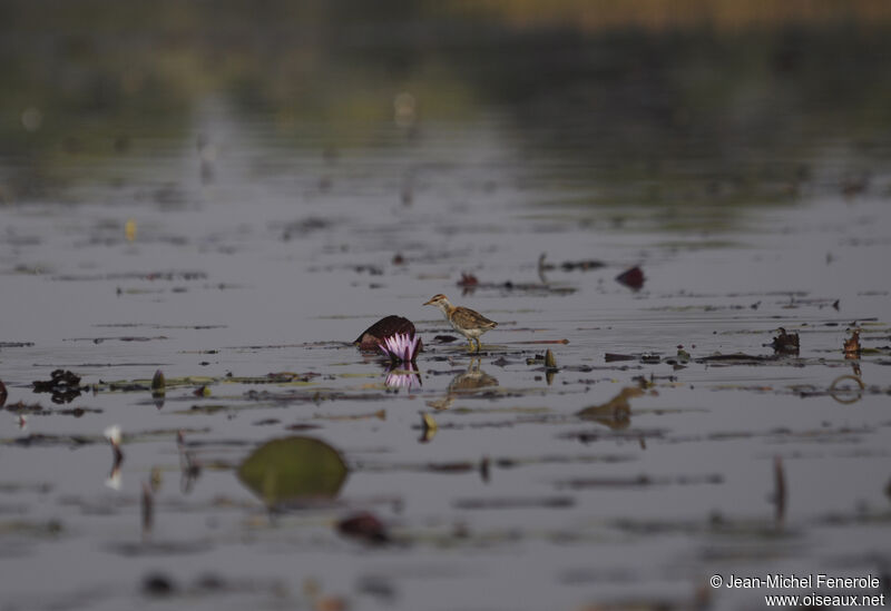 Lesser Jacana