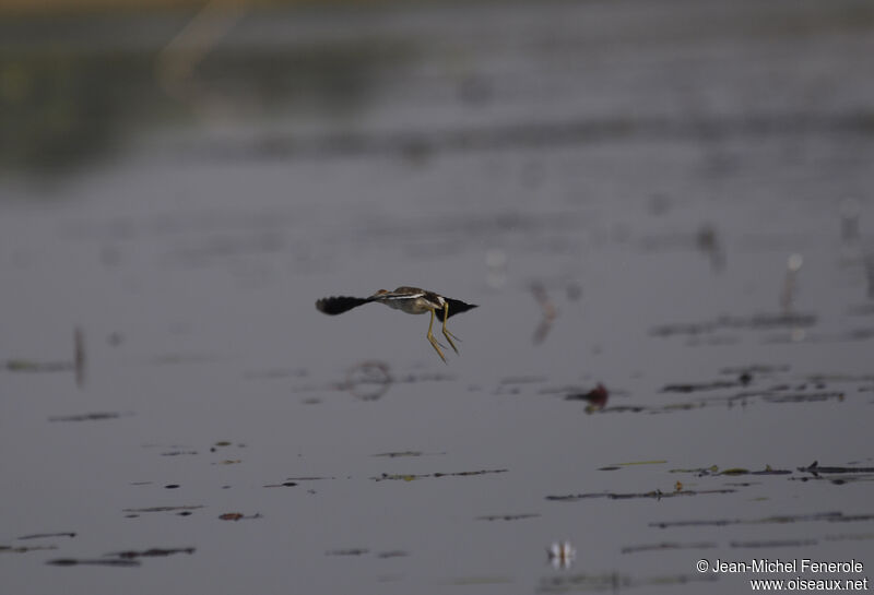 Lesser Jacana