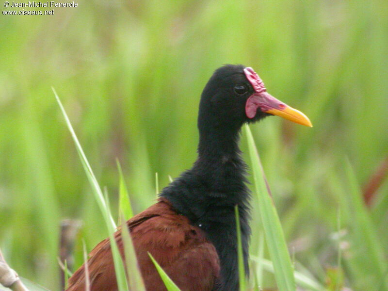 Jacana noir