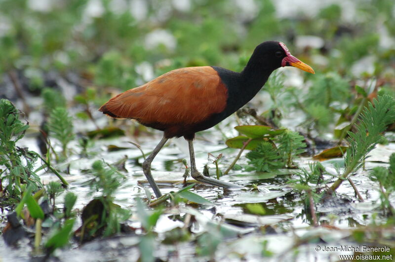 Wattled Jacana