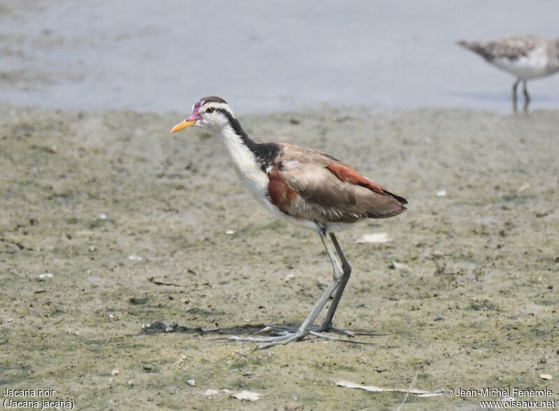 Jacana noirjuvénile