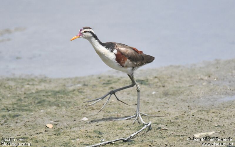 Jacana noir