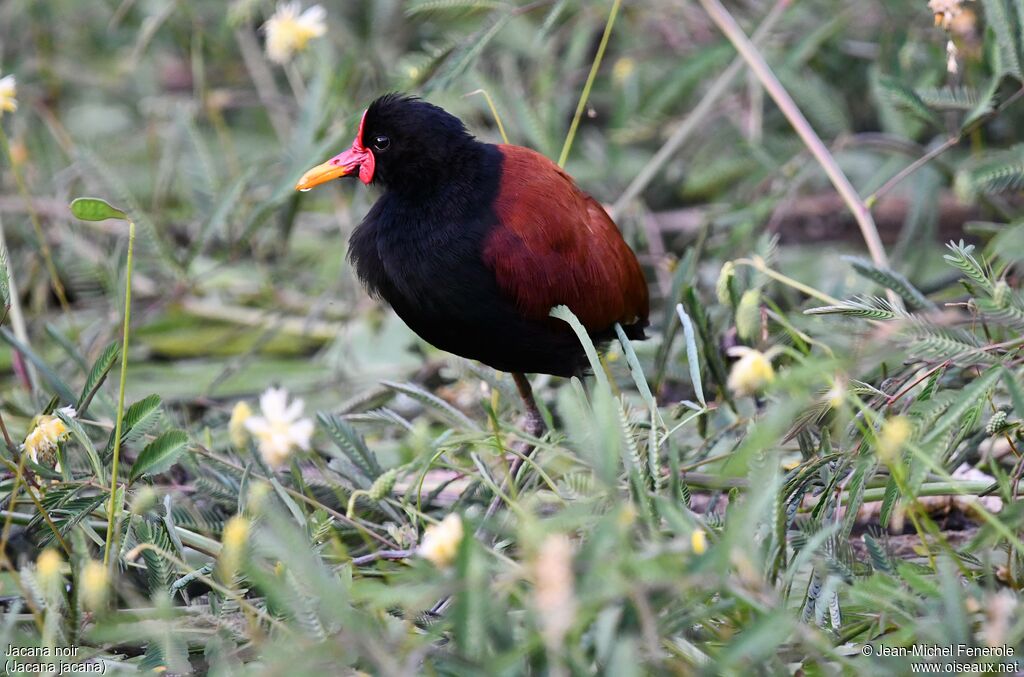 Jacana noir
