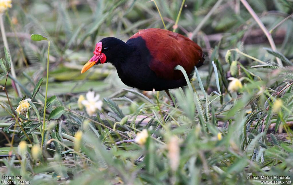 Jacana noir