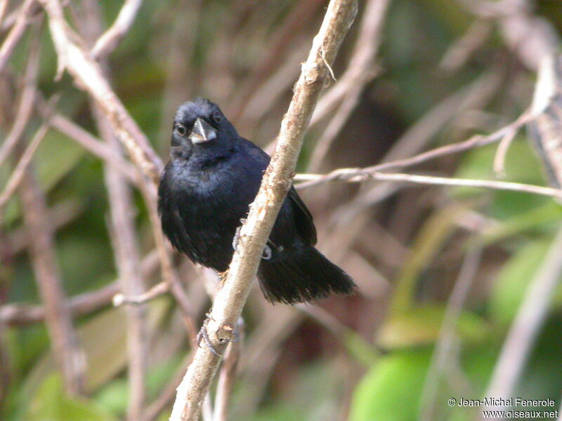 Blue-black Grassquit