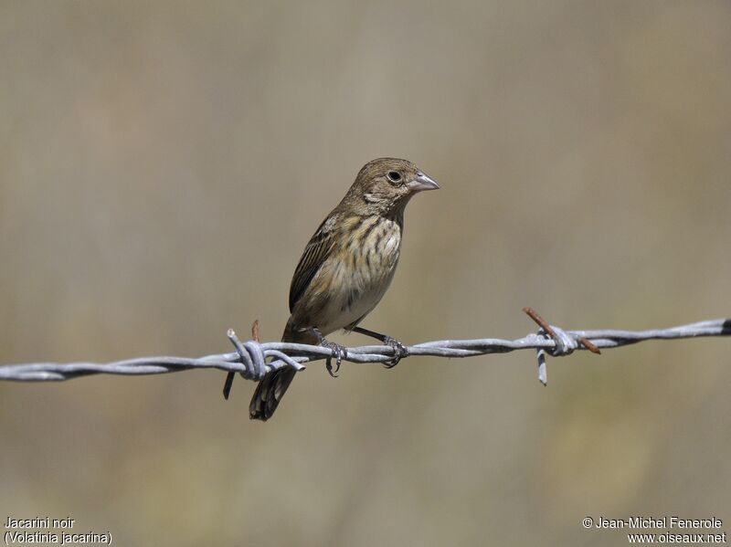 Blue-black Grassquit