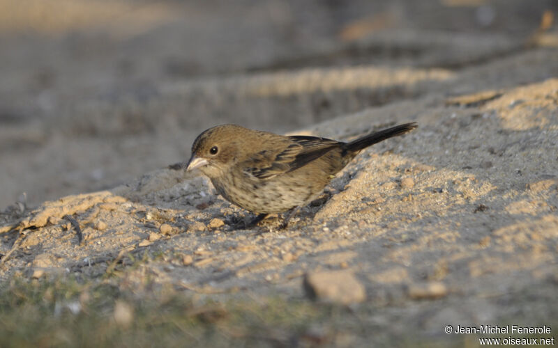 Blue-black Grassquit female adult