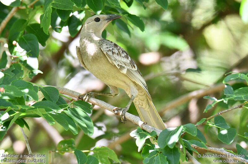 Great Bowerbird