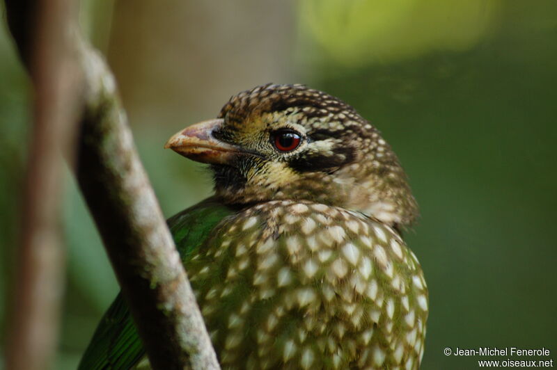 Spotted Catbird